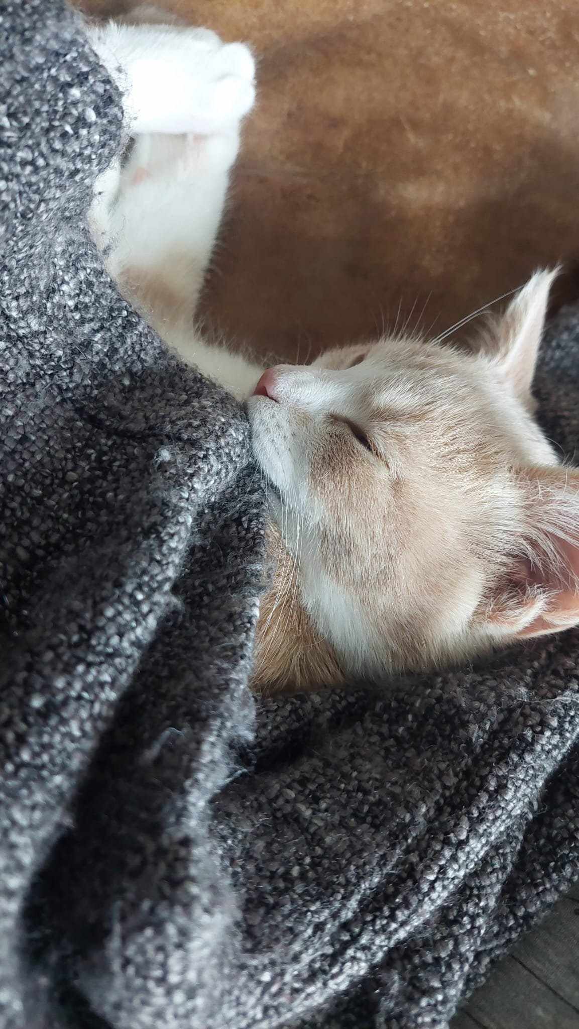 en orange kattunge sover med filt i munnen