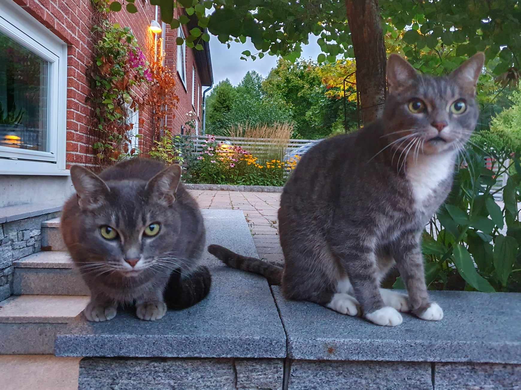 två katter sitter bredvid varandra